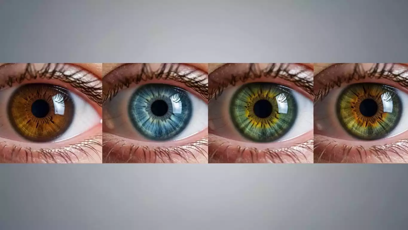 Eye Color Probability Chart
Baby Eye Color Calculator